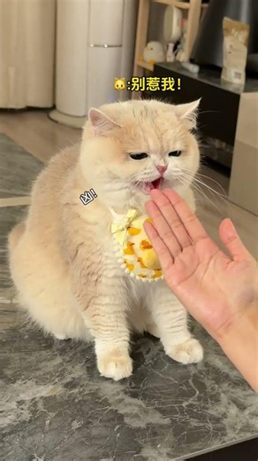【#薄荷猫猫甜不甜】当我摸了老虎屁股给猫闻... #薄荷猫猫 #铲屎官日常分享 #萌宠出道计划