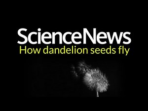 How dandelion seeds fly | Science News