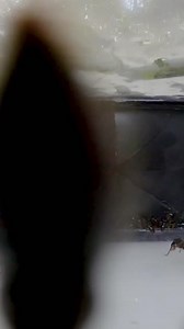 86K views · 239 reactions | Where there’s bullet ants… there’s Coyote. “BULLET ANT BOX - Will I Get Stung?!” now streaming on the Brave Wilderness channel. bit.ly/bulletantbox | Coyote Peterson | Facebook