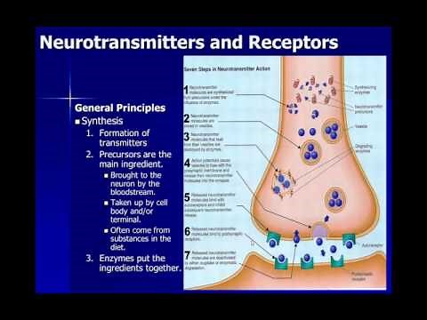 Neurons and Neurotransmitters