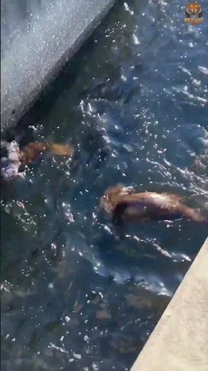 Otters dive to catch fish 🦦🐟 | Amazing Underwater Hunt#OttersDiveToCatchFish #Wildlife #Shorts