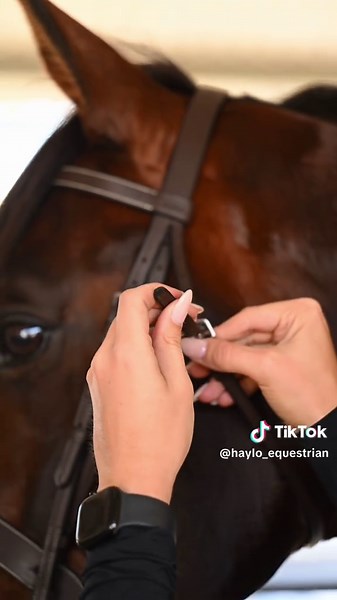 Tack Up with HAYLO: Equestrian Essentials Explained