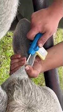 implantar ternero con compudose