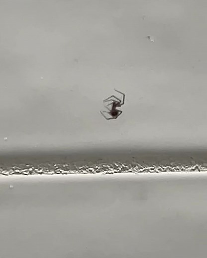 9K views · 92 reactions | The Fastest and Easiest Way to Get Rid of Spiders around your house #diyhomeprojects #diyhomeimprovement #pestcontrol | MR. FIX IT | Facebook