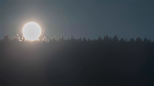 Sunset, Sun, Forest. Free Stock Video