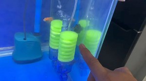 2.8K views · 88 reactions | Betta Food and Sponge filter Review from Sirena Aquatics order here: www.sirenaaquatics.ph #fishkeeping #hendrixbackyard #fishkeepinghobby #aquariumfish #aquarium | Hendrix backyard TV | Facebook