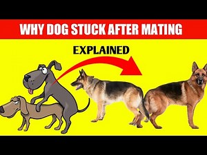 Why Dogs Stuck After Mating - Full explained