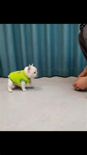 とってもかわいい子で、優しい方に無料で迎えてもらえるのを待っています🐶💖 #無料里親募集 #全国無料配送中 #ブルドッグの子犬 #子犬の日常 #可愛い