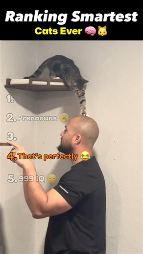 Ranking Smartest Cats Ever 🧠🐱 #1 Has 999 IQ!