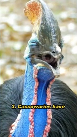 CASSOWARY