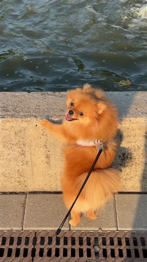 #pomeranian #pomeranianpuppy #fürdich #fds #fürdichpage #stuttgart #frankfurt #münchen