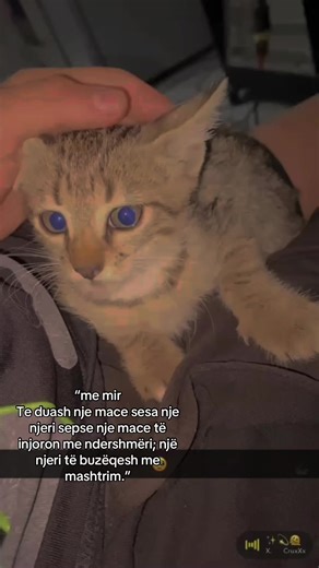 The Bitter Truth About Cats vs. Humans