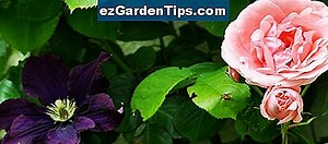 Comment Transplanter un Magnolia 🌱 Conseils Jardiniers - Fr.ezGardenTips.com