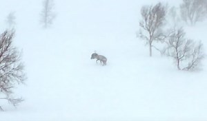Reindeer Fighting A Wolverine In The Middle Of A Norwegian Blizzard Is Better Than MMA