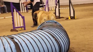 15M views · 22 reactions | This big adorable English Mastiff competing in a dog agility contest at speeds reaching the crazy level of "I don't give a darn" makes me happy. Funny News Fix https://www.funnynewsfix.com for more! | Funny News Fix | Facebook