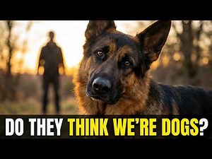 Do German Shepherd Dogs Think Humans Are Dogs This Is What They See! 1