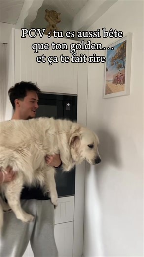 Le mec est tellement bête qu’il bloque les pattes de son chien… forcément, elle ne peut pas les mettre sur le mur. #goldenretriever #fyp #trend #pourtoiii #chien