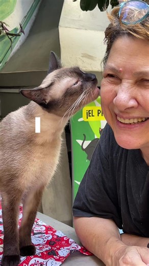 Este es uno de los planes que tiene Buenos Aires y muchos no lo conocen, @cat.cafe.buenosaires, un lugar para compartir con gatitos y cargarte de la buena energía. Reservas por MD en nuestro instagram. . . #catcafebuenosaires #catlover #michis#amogatos #gatoslindos