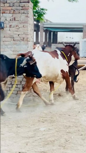 Fast Running Cows in Field