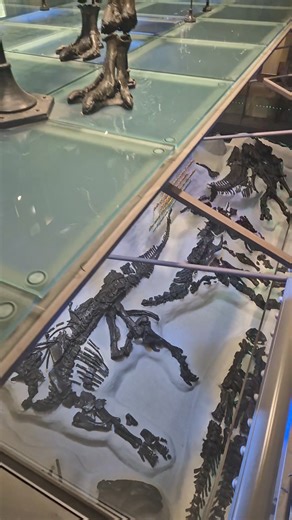 95K views · 2.9K reactions | Surrounded by some of the best Iguanodon fossils in the world.  If you know your palaeontology lore, these fossils are from the famed 1878 discovery of more than 30 skeletons found underground at a depth of 322 metres(!), inside a coal mine in Bernissart, Belgium. Yup, these are the 'Bernissart Dinosaurs'. Absolutely beautiful! On display at the Royal Belgian institute of Natural Sciences. | Dr Dean Lomax - Palaeontologist | Facebook