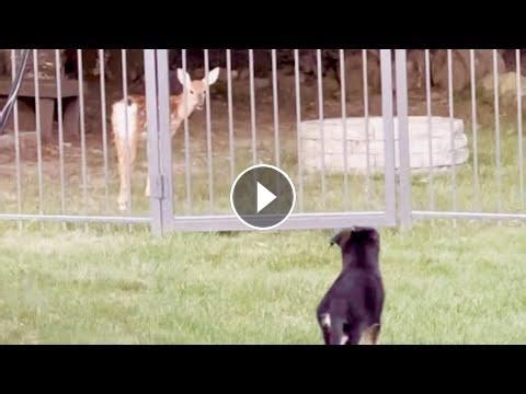 Wild deer visits dog friend every day #Video