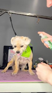 2.7K views · 191 reactions | https://amzn.to/4jylOPe #terrier #dogsbylogan #doggrooming #dogs | Dogs by Logan | Facebook