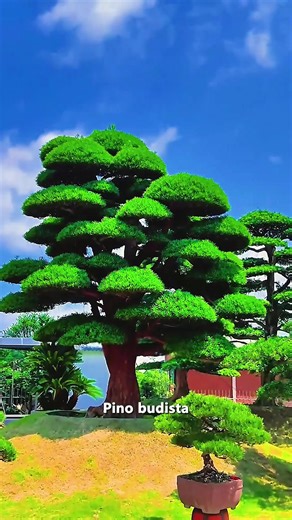 Identifying Fascinating Trees in Nature