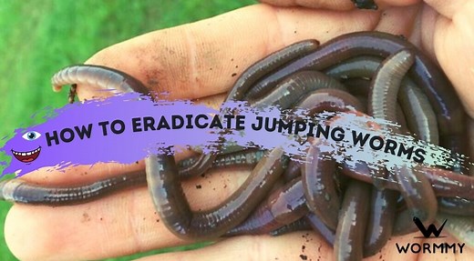 How to Get Rid of and Eradicate Jumping Worms (How to Know You Have an Infestation!)