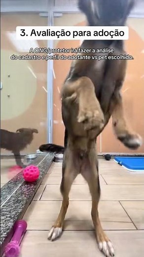 Sabe como funciona o Adote Petz?