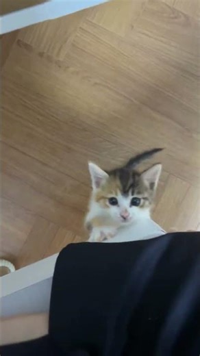 très drôle le chat 😜 🐱 😜 🐱 😜