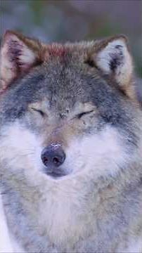 How We Ruined Dogs! #Breeding #AnimalCruelty #Animals #Shorts