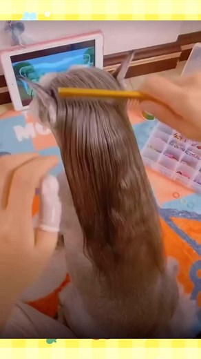 TikTokでPets Leagueさんをチェック！