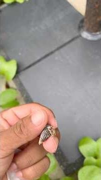 Hermit Crab 🏠 Leaving the Old Shell & Finding a New Home ￼