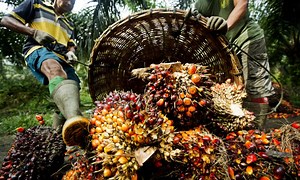 Indonesia: Sustainable Palm Oil