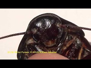 Insect Home Pet: Madagascar Hissing Cocroach