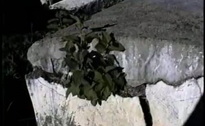 Between Light and Shadow: Maya Women in Transition