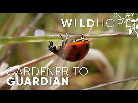 Meet the Irish gardener leading a global rewildling movement | WILD HOPE