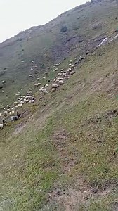 20K views · 384 reactions | trabzon tonya | İzdaş Tozlu Yaylası | Facebook