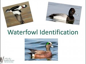 Wonderful Waterfowl: How to Identify Ducks, Geese, and Swans
