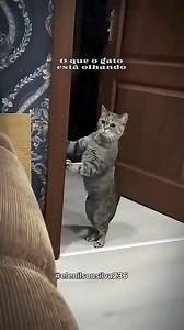 2.2M views · 80K reactions | Os melhores vídeos de animais engraçados #comedy #humor #memes #viral #cat #animais #funny | Elenilson Silva | Facebook