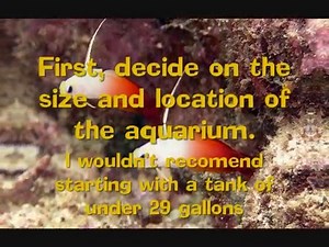 Starting and maintaining a Reef Aquarium: A Beginners Guide