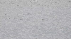 Mother and calf Porpoise hunting off the Marine Drive this afternoon | Scarborough Porpoise