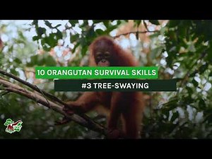 #3 TREE-SWAYING - 10 ORANGUTAN SURVIVAL SKILLS