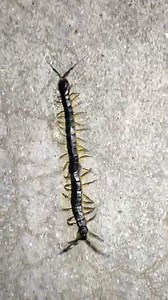 Centipede bites in humans.