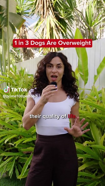 Extra love shouldn't mean extra weight! 🥺 Veterinarian Dr Mina Cassimatis shares how to manage a healthy weight for your dog and why adding a few healthy habits now can improve your dog’s life. 🐾