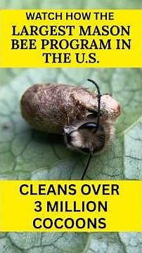 How We Clean 3 Million Mason Bee Cocoons to Keep Bees Healthy & Predator-Free | Rent Mason Bees