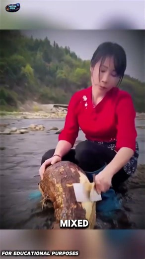 How Kudzu Root Becomes a Powerful Health Powder 🌿💪 #didyouknow #facts #usa #youtubeshorts #fyp#viral