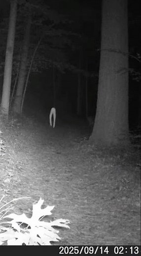 Fresno Nightcrawler Caught on Camera? Creepy Fresno Nightcrawler Footage in the Woods at Night