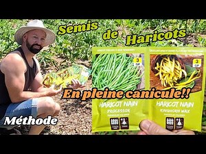 How to sow beans in the middle of a heatwave!! #garden