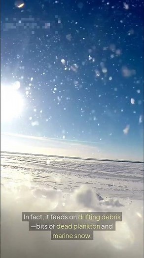 Vampire Squid: The Alien of the Deep Ocean 🌌🦑 | Nature’s Dark Mystery